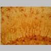 Astroglia GFAP 12.jpg